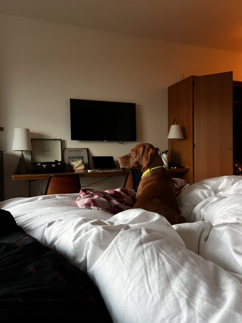 Comfy Canine on Hotel Bed