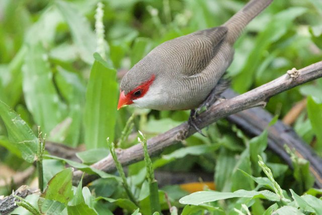 Scarlet Echoes: A Finch Amidst the Greens