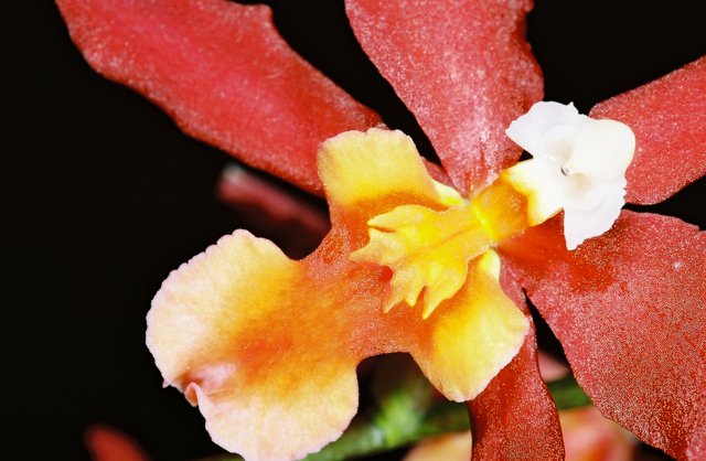 Red and Yellow Orchid Close-Up