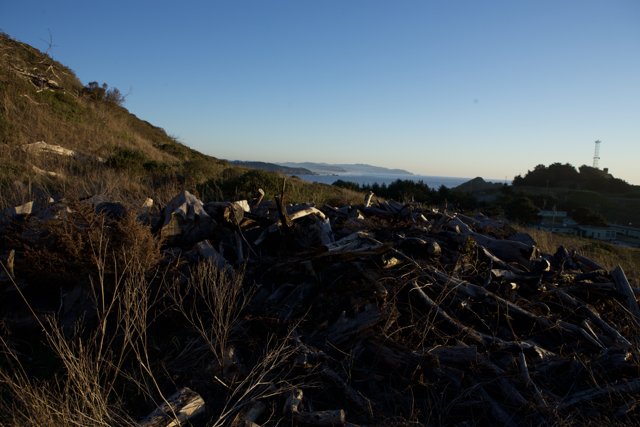 Woodpile on the Hill
