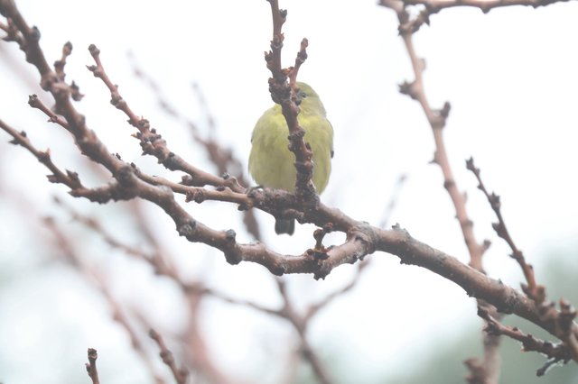 Yellow Finch Perched on Winter Branch