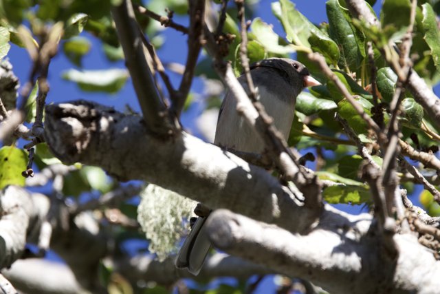 Secretive Sparrow in Carmel Valley
