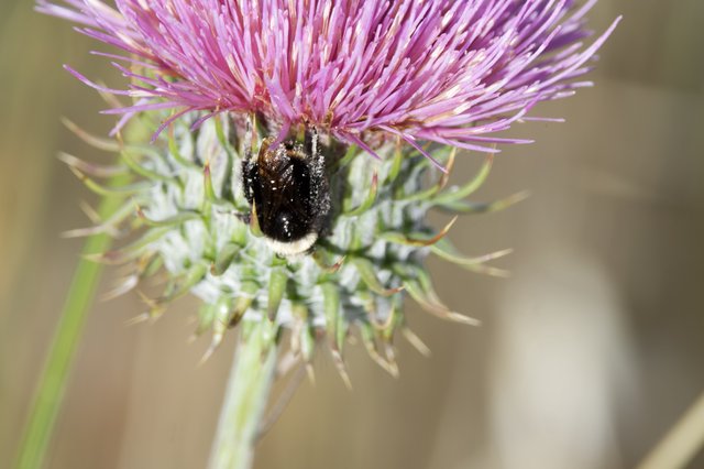 Bumblebee Foraging on Purple Thistle Bloom