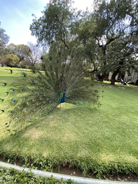 Majestic Peacock in the Park