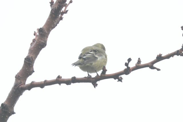 Puffed Chiffchaff Resting on Winter Branch