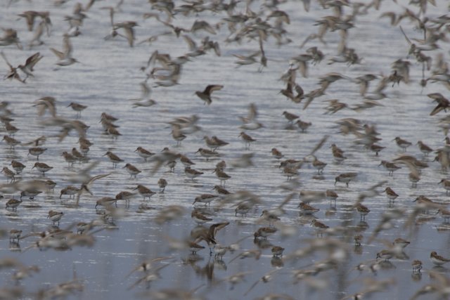 A Flurry of Wings