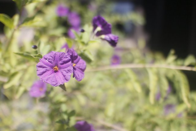 Purple Flowers in Altadena Garden