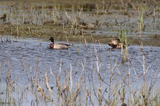 Mallard Duck Pair Foraging in Flooded Wetland