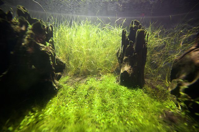 Underwater Aquatic Garden with Driftwood and Bright Green Plants