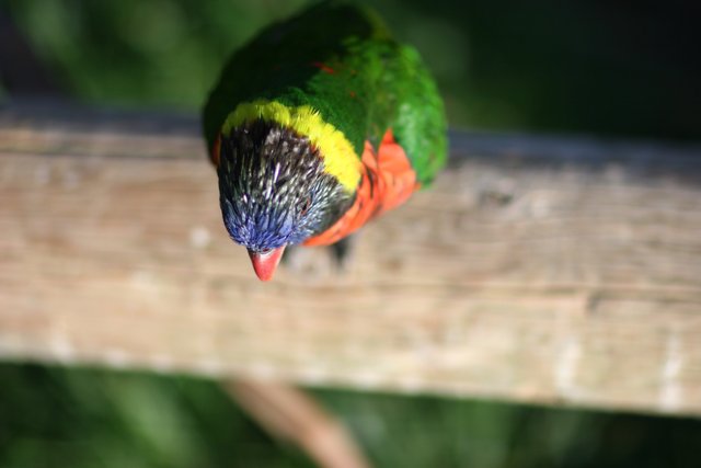 Colorful Bird on a Wooden Fence
