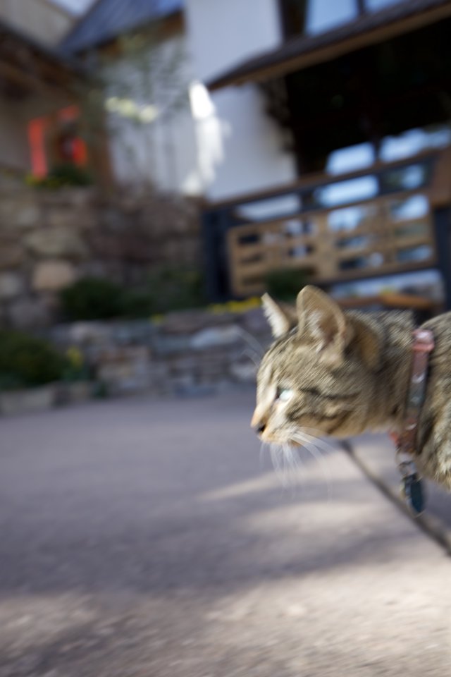 Adorable Striped Kitten Close-Up in Urban Setting