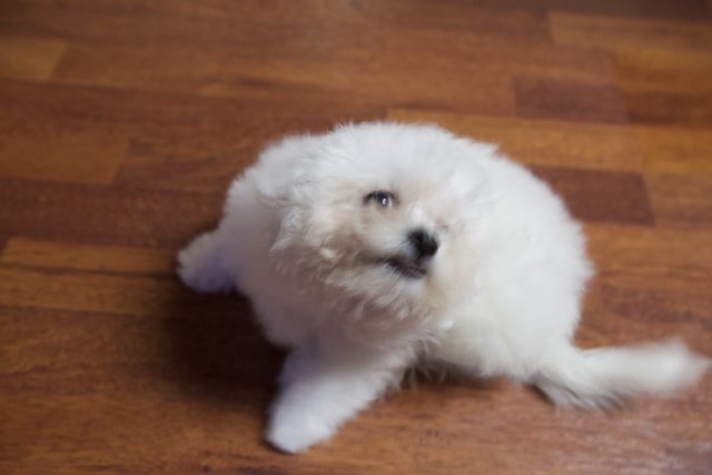 Penny the Bichon Puppy Resting on a Hardwood Floor