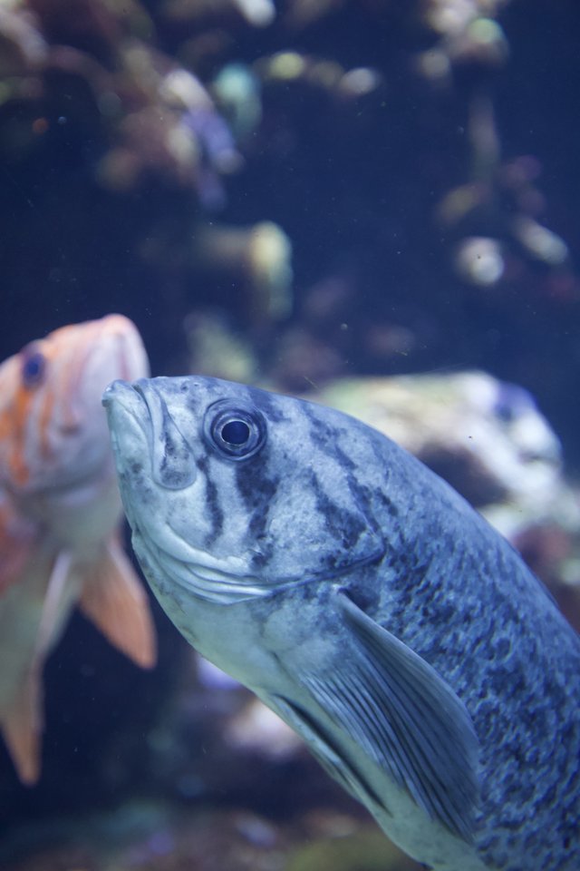 Blue Fish Close-Up in Aquarium Setting