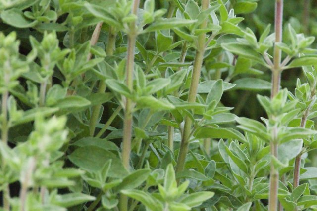 Verdant Herb Garden
