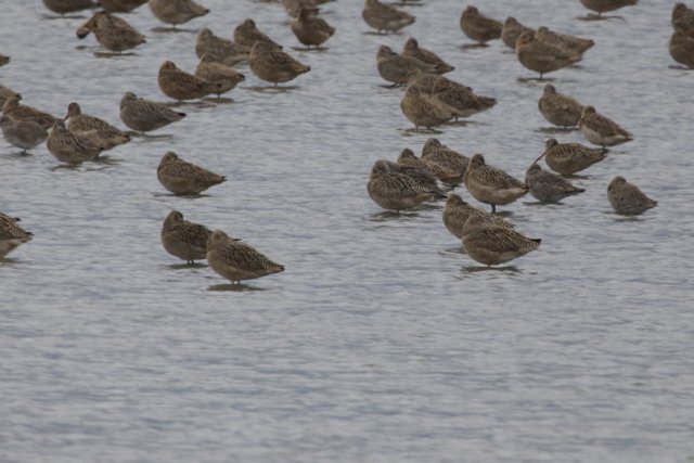Gathering of Sandpipers