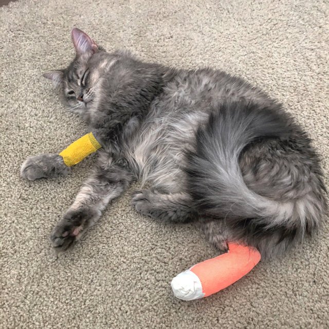 Injured Feline Rests at Home