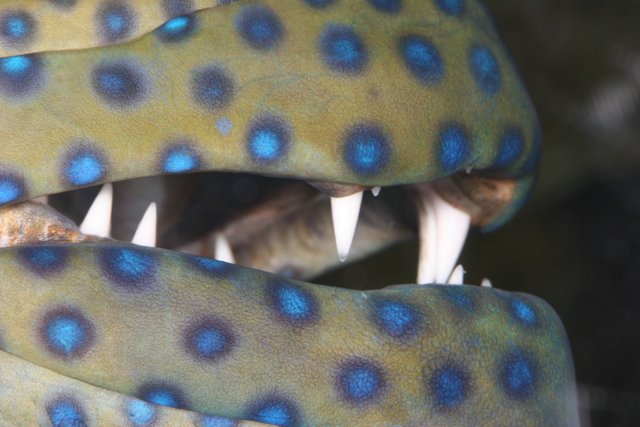 A Close-Up of a Blue and Yellow Spotted Fish