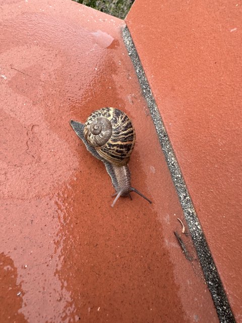 Ascending the Wall - A Snail's Journey