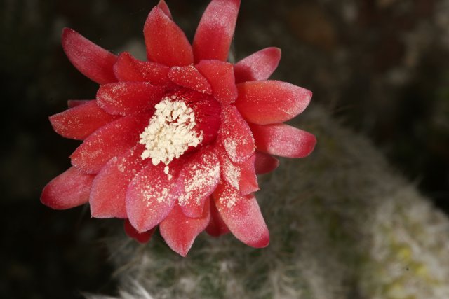 Red Rose Cactus