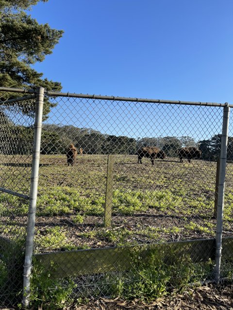 Bison Grazing in a Fenced Pasture