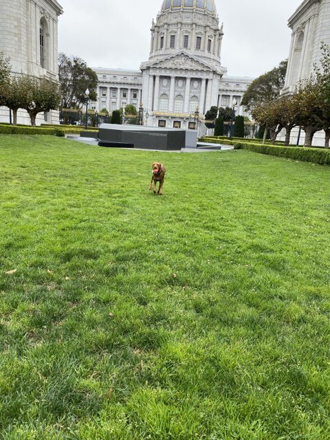 Dog enjoying the greenery in front of a city landmark