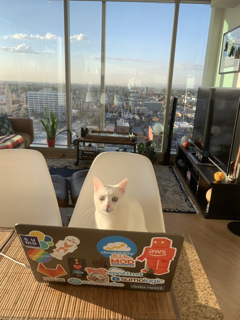 The Cat and the Laptop