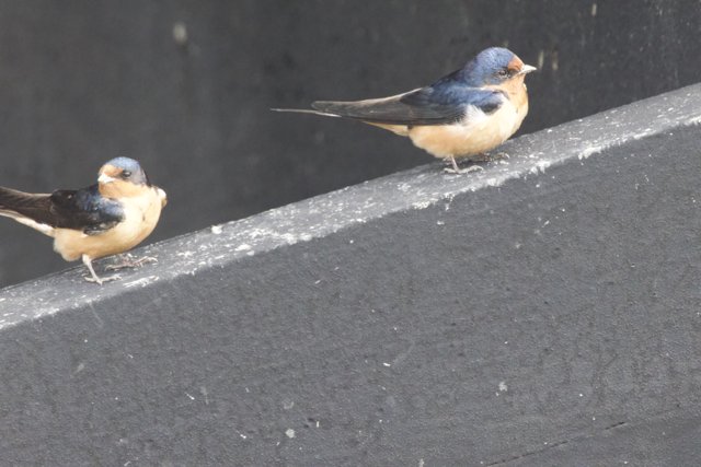 Feathered Companions at San Pablo Bay