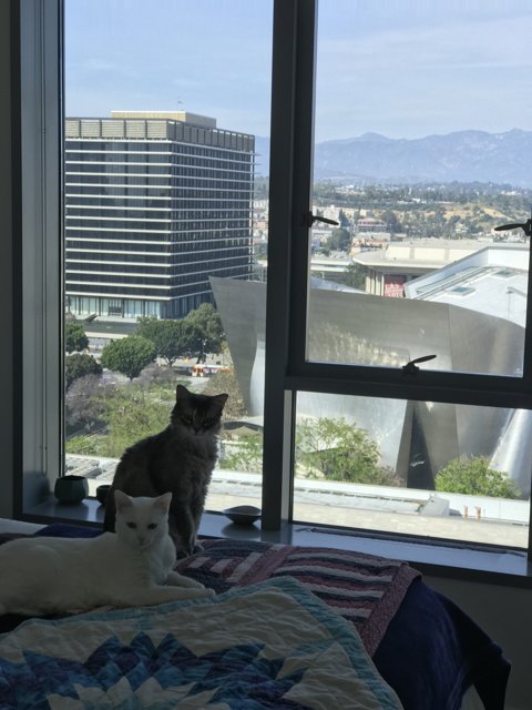 Two Feline Roommates Enjoying a View