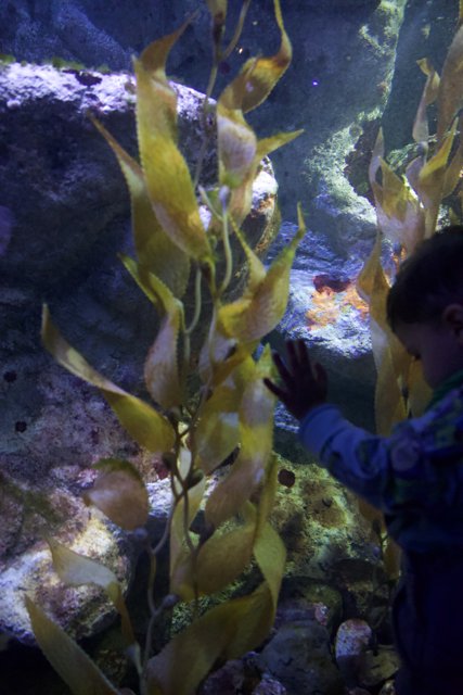 Curious by Nature: A Child's Discovery at the California Academy of Sciences