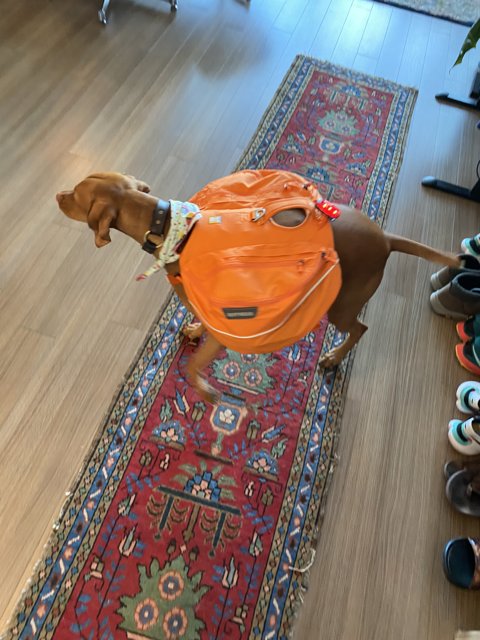The Backpack Pupventure
