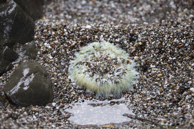 Sea Anemone Exposed at Low Tide on Pebbled Shore
