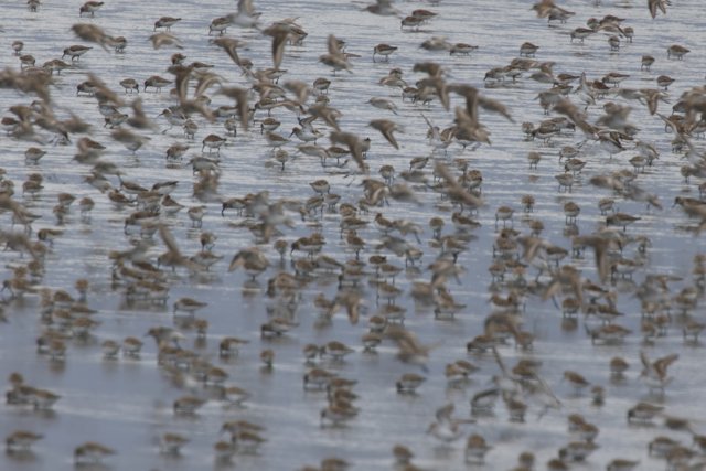A Symphony of Wings