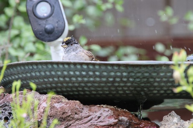 Golden-Crowned Sparrow Bathing in Garden Bird Bath