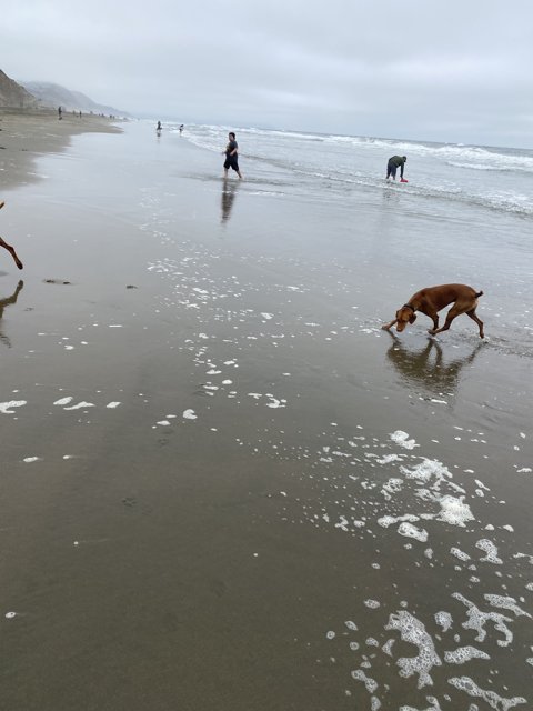 Beach Playtime with Canine Companions