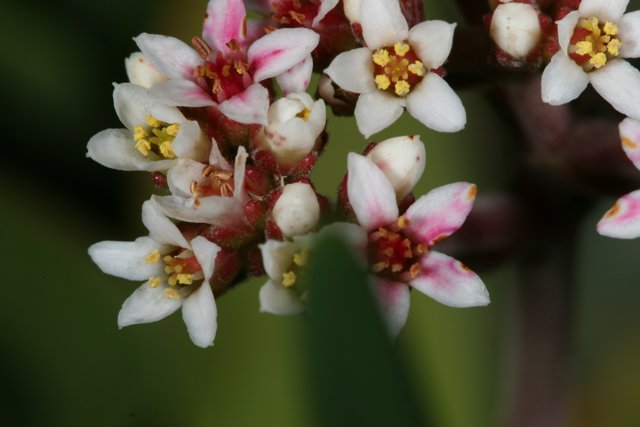 White and Pink Blossoms
