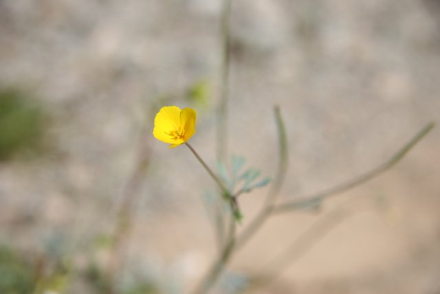 Lone Yellow Geranium in the Desert