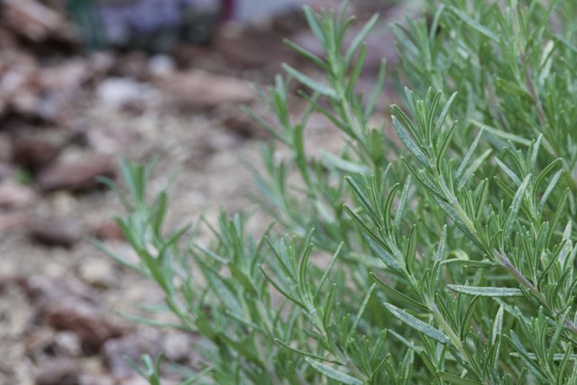Verdant Variety: Rosemary's Delicate Dance