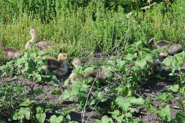 Goslings Foraging Among Vegetation at Wetland Path