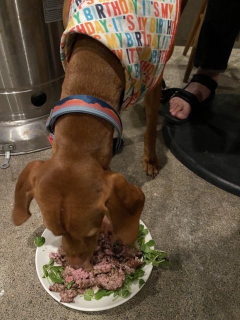 Happy Pup Enjoying a Meal