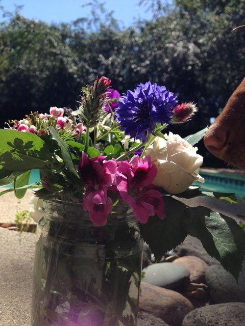 The Curious Cow and the Flower Arrangement