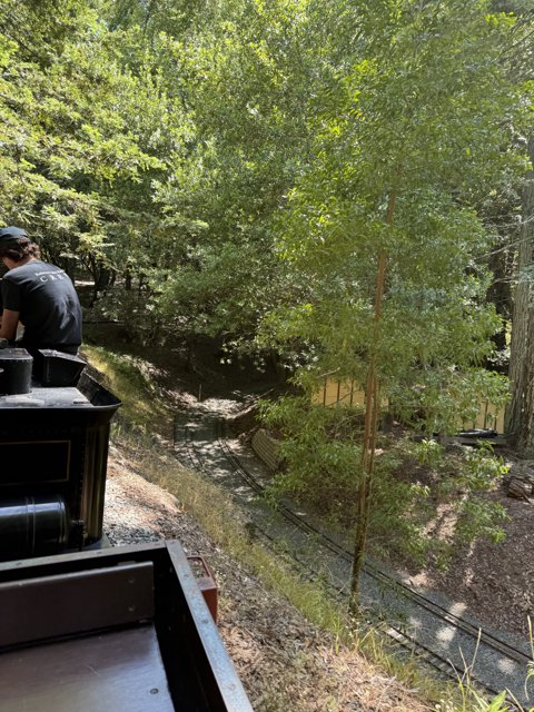 Journey Through the Grove