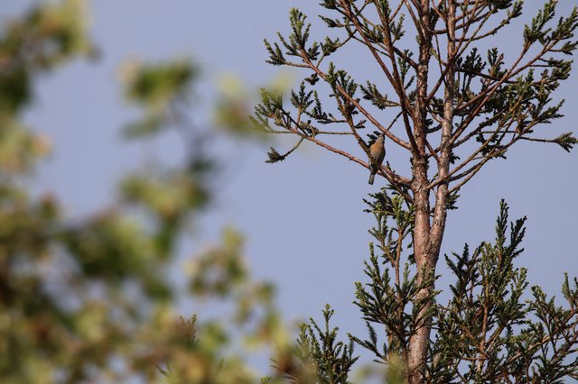 Small Bird Perched on Conifer Branch at Dawn