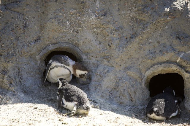 A Penguin Party at SF Zoo
