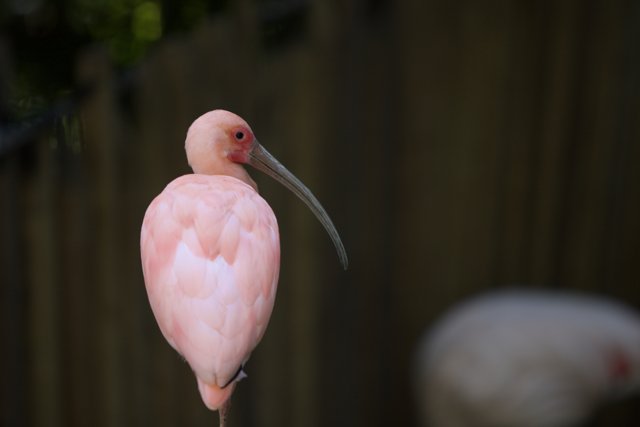 Pink Flamingo at the Zoo
