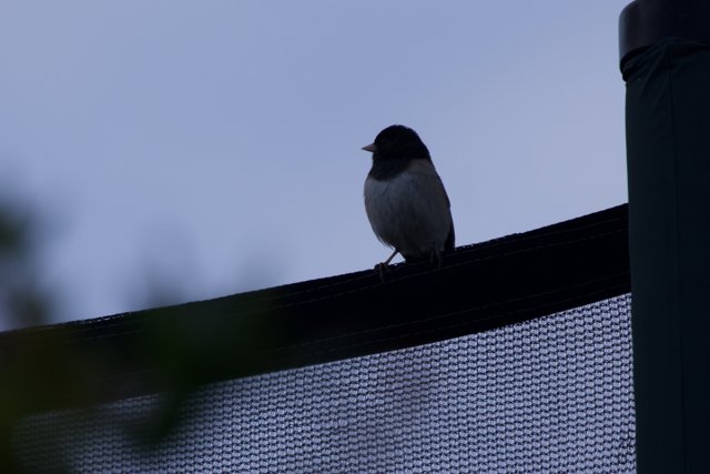 Perched in Serenity