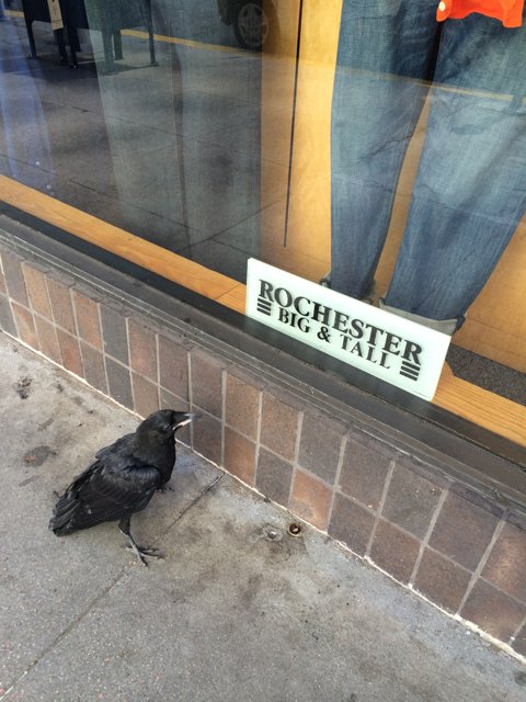 The Blackbird on the San Francisco Sidewalk