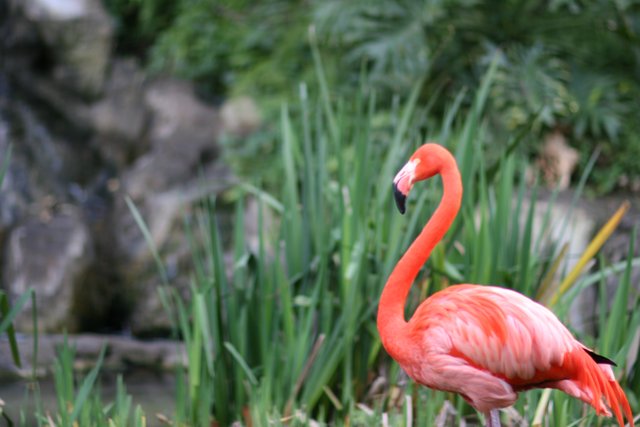 Flamingo in its land
