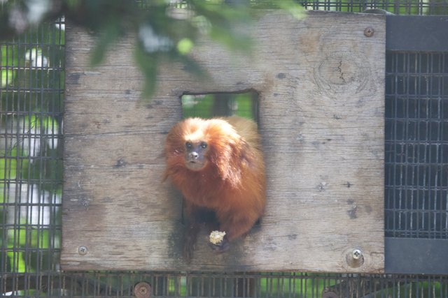 Glimpse of Solitude: Orangutan at Honolulu Zoo