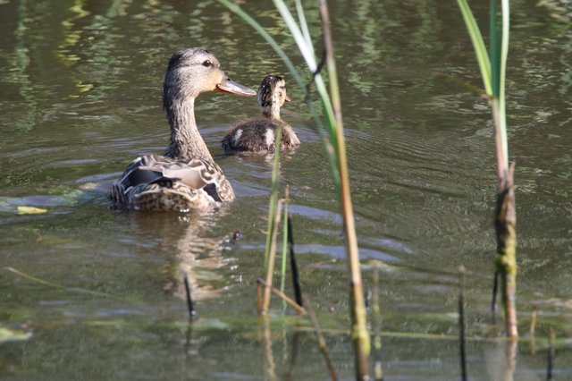 Mother Duck and Duckling Swimming in Wetland Pond