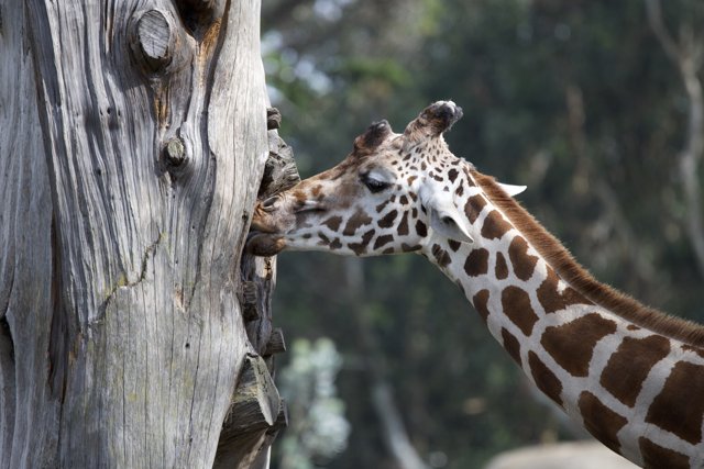 Majestic Mornings: A Giraffe's Brunch